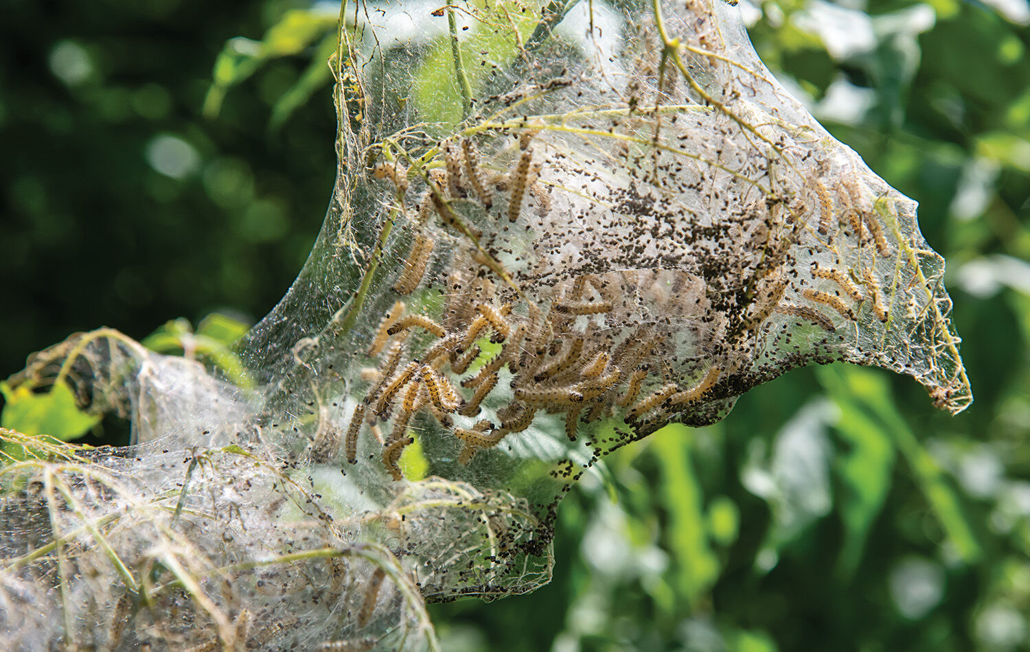 TP_0521_PestBug_FallWebworm.jpg